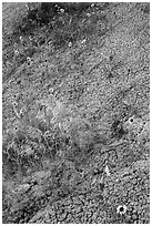 Sunflowers and cracked soil. Badlands National Park ( black and white)