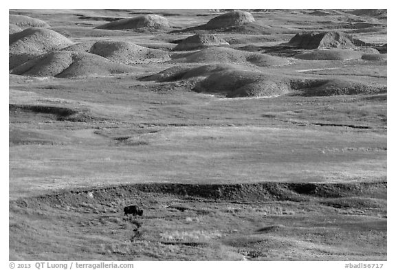 Distant bison and buttes, Badlands Wilderness. Badlands National Park (black and white)