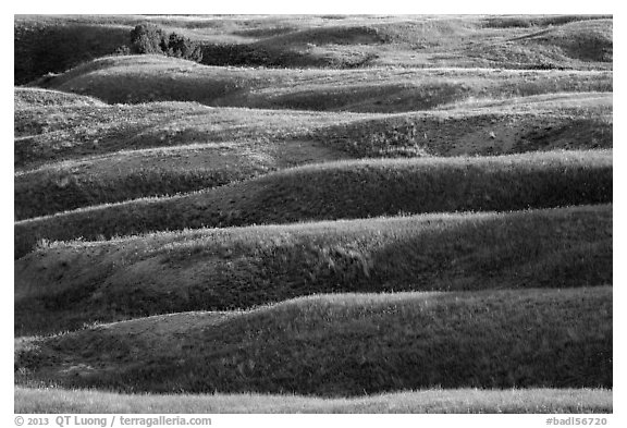 Grassy ridges, Badlands Wilderness. Badlands National Park, South Dakota, USA.