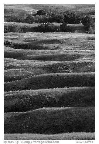 Ridges with early summer wildflowers, Badlands Wilderness. Badlands National Park (black and white)