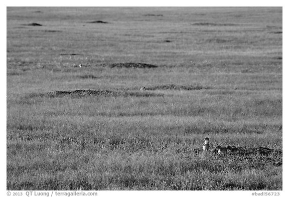 Roberts Prairie dog town. Badlands National Park (black and white)