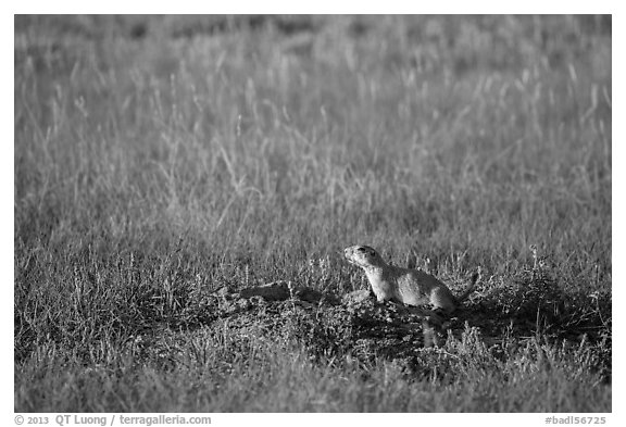 Prairie dog guarding burrow entrance. Badlands National Park, South Dakota, USA.