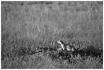 Prairie dog guarding burrow entrance. Badlands National Park, South Dakota, USA. (black and white)