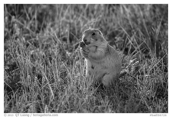 Prairie dog eating grasses. Badlands National Park, South Dakota, USA.