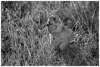 Prairie dog eating grasses. Badlands National Park, South Dakota, USA. (black and white)