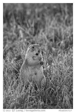 Standing prairie dog holding grass with hind paws. Badlands National Park, South Dakota, USA.