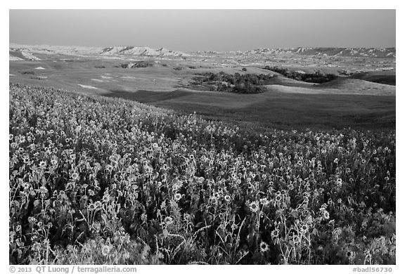 Sunflower carpet, late afternoon, Badlands Wilderness. Badlands National Park, South Dakota, USA.