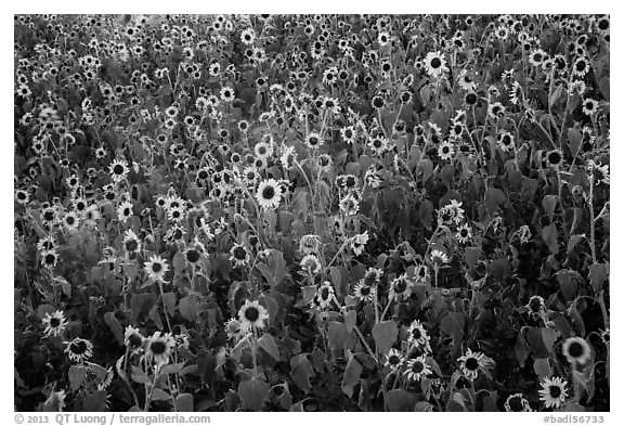 Sunflower carpet. Badlands National Park (black and white)