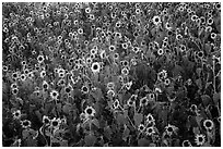 Sunflower carpet. Badlands National Park ( black and white)