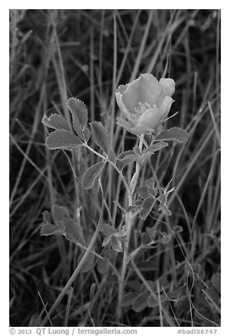 Close-up of pink flower. Badlands National Park (black and white)