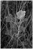 Close-up of pink flower. Badlands National Park ( black and white)