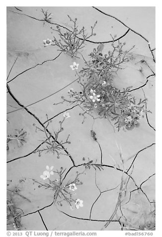 Close-up of red and yellow flowers and mud cracks. Badlands National Park (black and white)