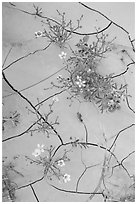 Close-up of red and yellow flowers and mud cracks. Badlands National Park, South Dakota, USA. (black and white)