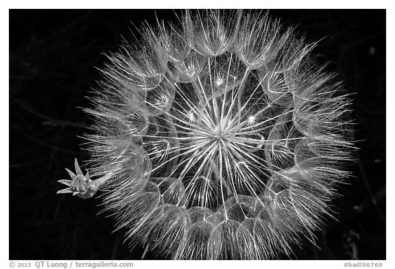 Close-up of dandelion. Badlands National Park (black and white)