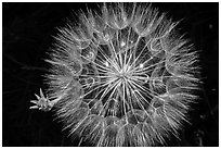 Close-up of dandelion. Badlands National Park ( black and white)