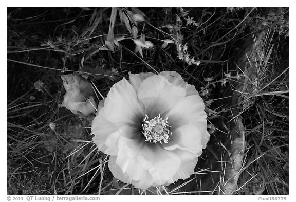 Prickly Pear cactus in bloom. Badlands National Park, South Dakota, USA.