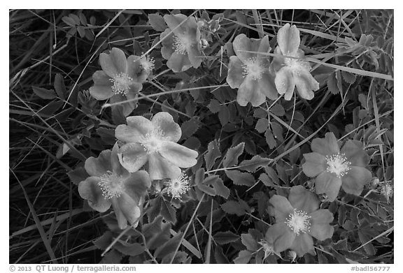 Purple flowers. Badlands National Park (black and white)