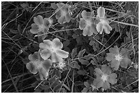 Purple flowers. Badlands National Park, South Dakota, USA. (black and white)