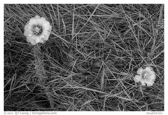 Prickly Pear cactus flowers and grasses. Badlands National Park, South Dakota, USA.