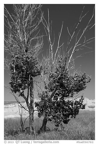 Cottonwood tree. Badlands National Park (black and white)