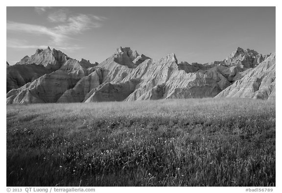 Grasses with summer flowers and buttes at sunset. Badlands National Park (black and white)