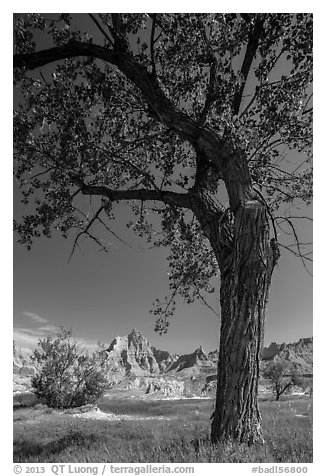 Cottonwood and badlands. Badlands National Park (black and white)