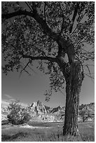 Cottonwood and badlands. Badlands National Park ( black and white)