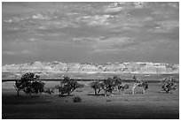 Cottonwoods and badlands, Stronghold Unit. Badlands National Park, South Dakota, USA. (black and white)