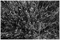 Close-up of mixed grasses, Stronghold Unit. Badlands National Park, South Dakota, USA. (black and white)