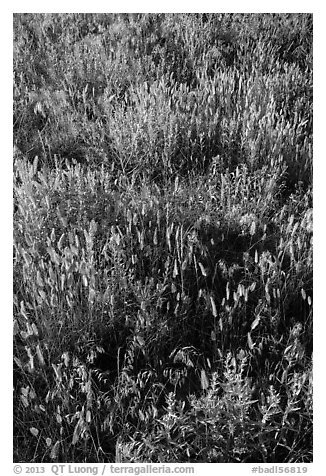 Mixed grasses, Stronghold Unit. Badlands National Park, South Dakota, USA.