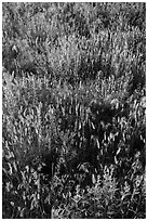 Mixed grasses, Stronghold Unit. Badlands National Park, South Dakota, USA. (black and white)
