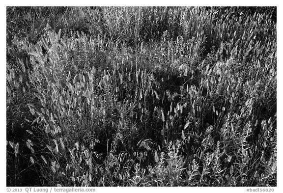 Mix of grasses, Stronghold Unit. Badlands National Park, South Dakota, USA.