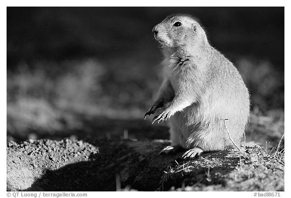 Prairie dog standing next to burrow, sunset. Badlands National Park, South Dakota, USA.