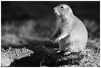 Prairie dog standing next to burrow, sunset. Badlands National Park, South Dakota, USA. (black and white)