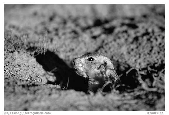 Prairie dog peeking out from burrow, sunset. Badlands National Park (black and white)