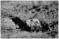 Prairie dog peeking out from burrow, sunset. Badlands National Park, South Dakota, USA. (black and white)