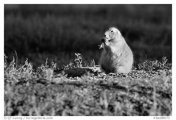 Prairie dog standing, sunset. Badlands National Park, South Dakota, USA.