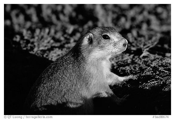 Prairie dog watching out from burrow, sunset. Badlands National Park, South Dakota, USA.