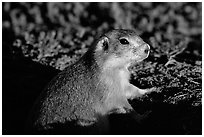 Prairie dog watching out from burrow, sunset. Badlands National Park, South Dakota, USA. (black and white)
