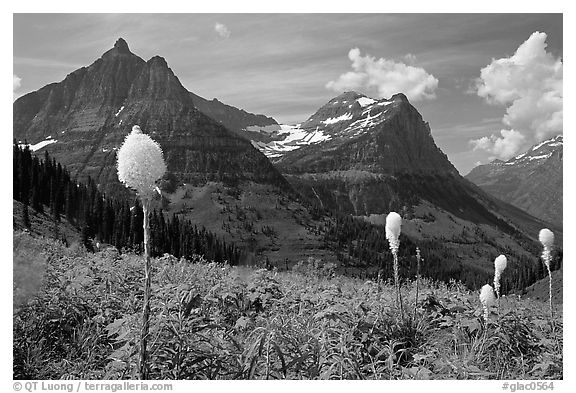 View from Big Bend with beargrass, Mt Oberlin and Cannon Mountain. Glacier National Park (black and white)