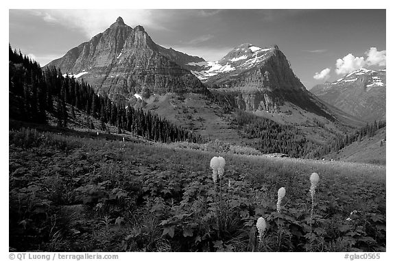 Bear grass, Mt Oberlin and Cannon Mountain from Big Bend. Glacier National Park (black and white)