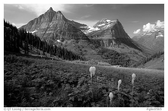 Bear grass, Mt Oberlin and Cannon Mountain. Glacier National Park, Montana, USA.
