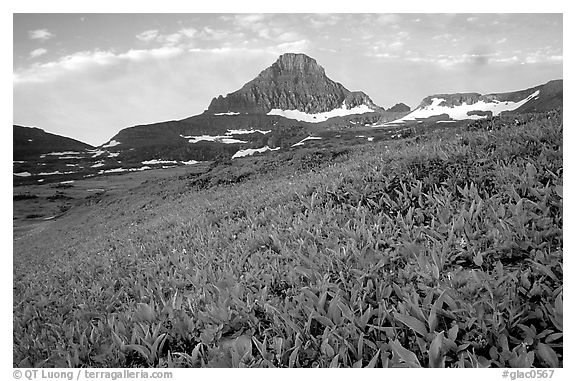 Wildflowers and peak at Logan pass. Glacier National Park, Montana, USA.