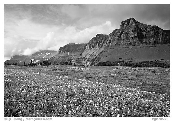 Garden wall from Logan pass. Glacier National Park, Montana, USA.