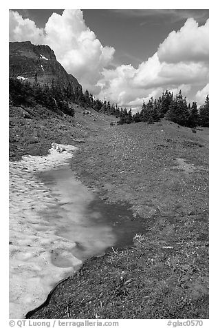 Neve with mountain goat, Hanging gardens, Logan pass. Glacier National Park, Montana, USA.