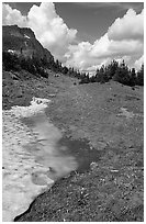 Neve with mountain goat, Hanging gardens, Logan pass. Glacier National Park, Montana, USA. (black and white)