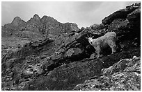 Mountain goat and Garden wall near Logan pass. Glacier National Park, Montana, USA. (black and white)