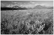 Prairie and Lewis range. Glacier National Park ( black and white)