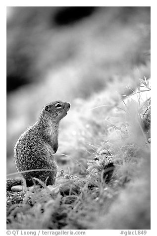 Ground squirrel. Glacier National Park, Montana, USA.