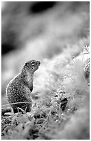 Ground squirrel. Glacier National Park ( black and white)